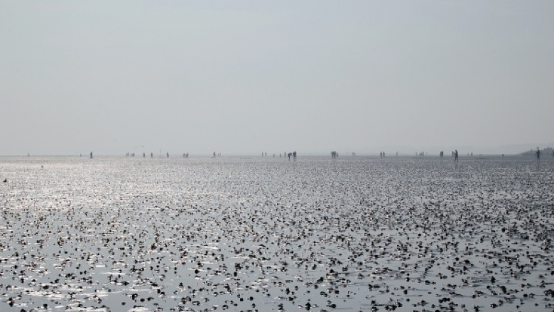 Weltnaturerbe Wattenmeer